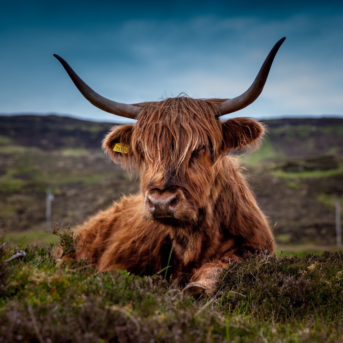 Morag the Highland Cow